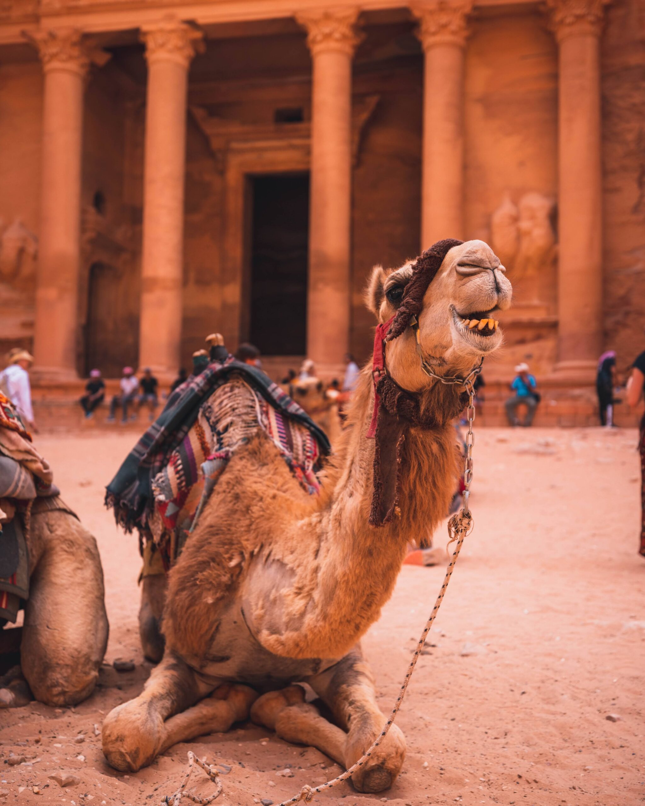 Petra Camels