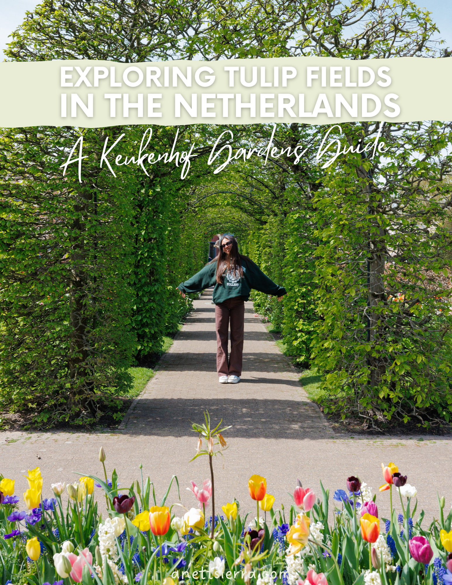 tulip fields garden in the Netherlands 