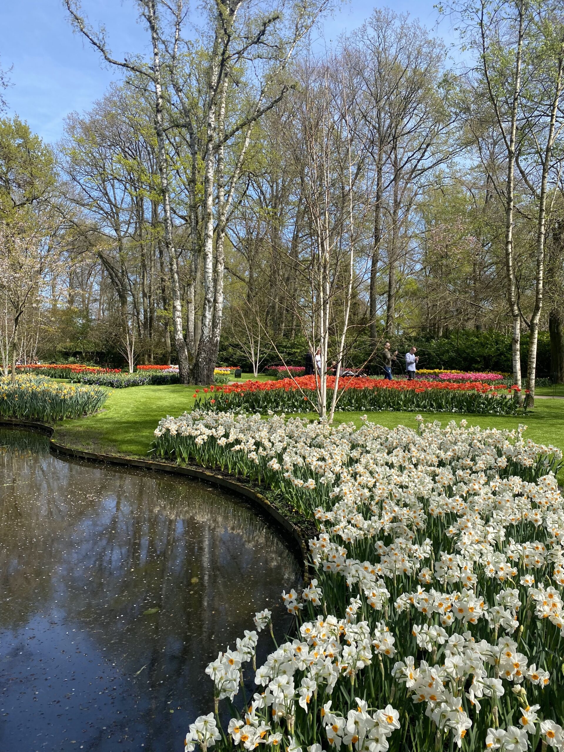 tulip fields in the Netherlands